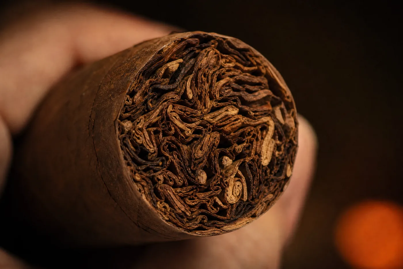 Close view of the foot of a thick cigar, with many filler leaves packed inside the wrapper